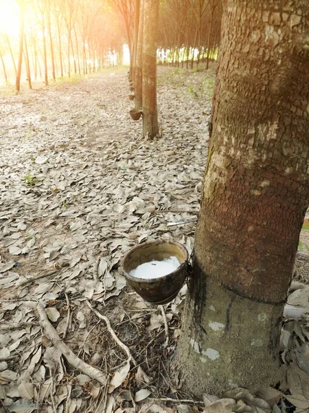Látex leitoso extraído da árvore de borracha natural, Hevea Brasiliens — Fotografia de Stock