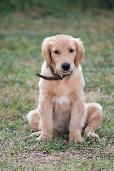 4 months golden dog sitting on green grass. — Stock Photo, Image