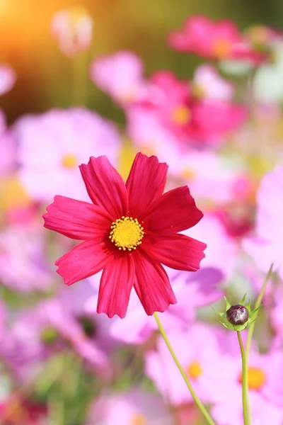 Detailní záběr cosmos červená květina. — Stock fotografie