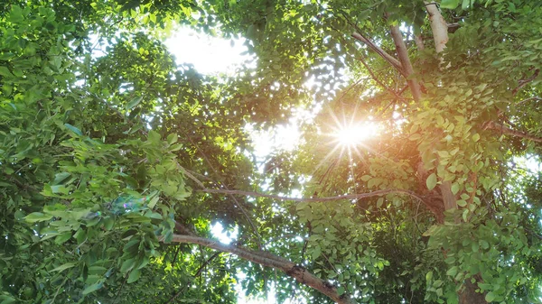 Солнечный луч мерцает сквозь листья деревьев — стоковое фото