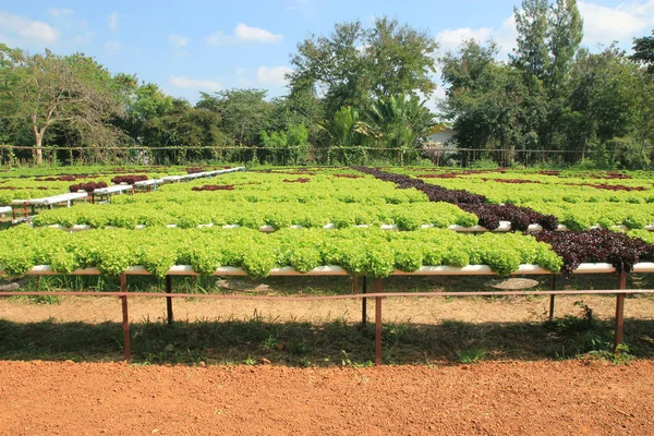 Ferme maraîchère de laitue hydroponique . — Photo