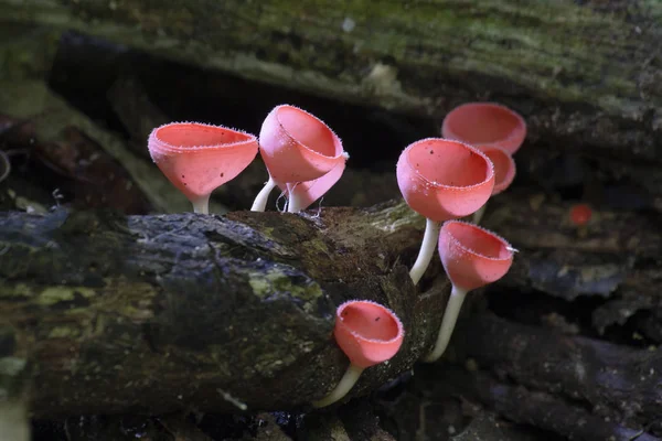 Wijnglas champagne paddestoelen — Stockfoto