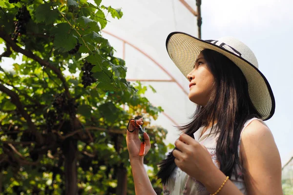 Colheita de mulheres, colheita de uvas no campo . — Fotografia de Stock