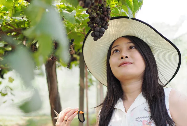 女人采摘，收获葡萄场. — 图库照片