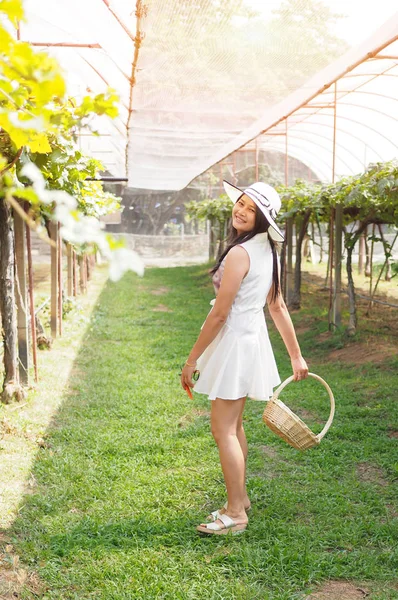 Mujer recogiendo, cosechando uva en el campo . — Foto de Stock