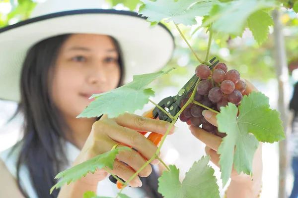 Mujer recogiendo, cosechando uva en el campo . — Foto de Stock