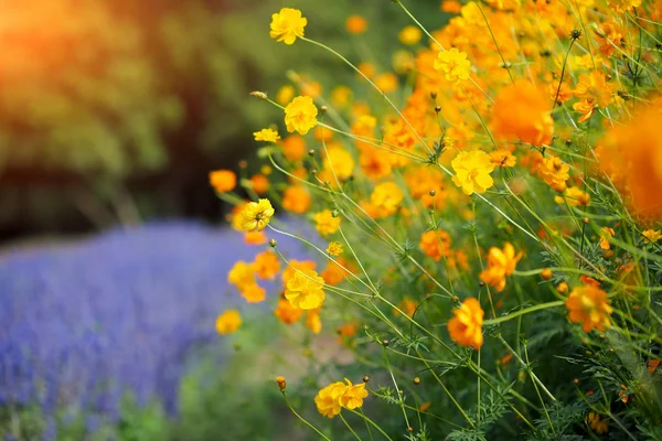 Lindas flores de cosmos laranja e amarela no campo de jardim — Fotografia de Stock