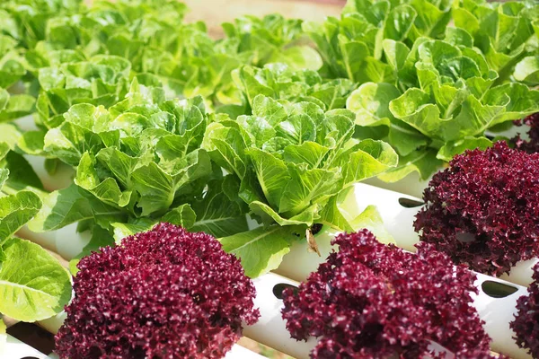 Hydroponic vegetable farm. — Stock Photo, Image