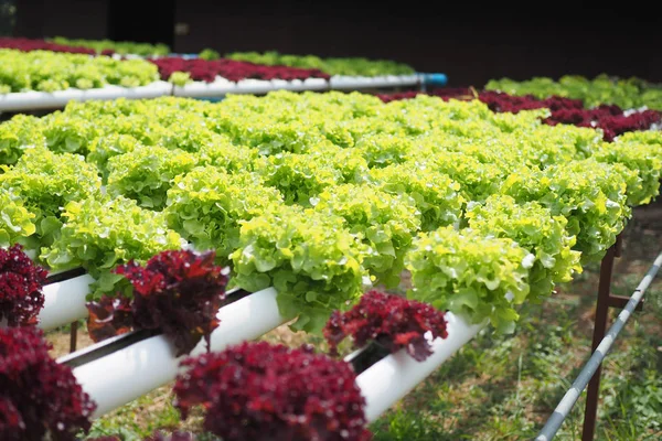 Hydroponic vegetable farm. — Stock Photo, Image