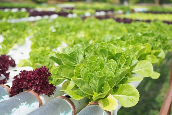 Hydroponic sebze çiftliği. — Stok fotoğraf