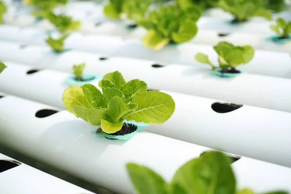 Hydroponische Gemüsefarm. — Stockfoto