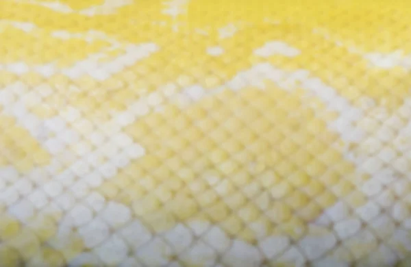 Oskärpa eller oskärpa Golden Thai Python (Python bivittatus) orm ski — Stockfoto