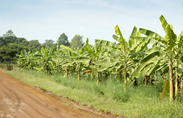 Plantações de banana, campo agrícola . — Fotografia de Stock