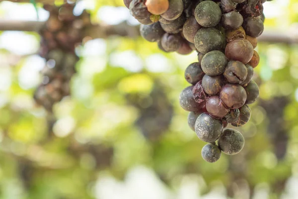 Bunch of rotten grapes. — Stock Photo, Image