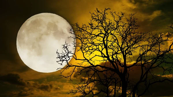 Noche de Halloween; Un árbol oscuro contra una luna llena con nubes en —  Fotos de Stock