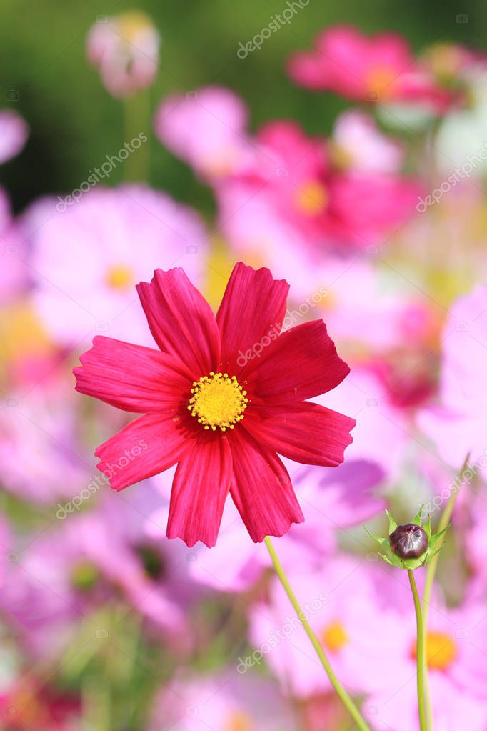Close up red cosmos flower. Stock Photo by ©koko-tewan 129435336