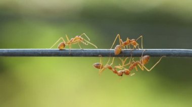 Çalışma kırmızı weaver karınca kadar kapatın. Yeşil bahçe arka plan.