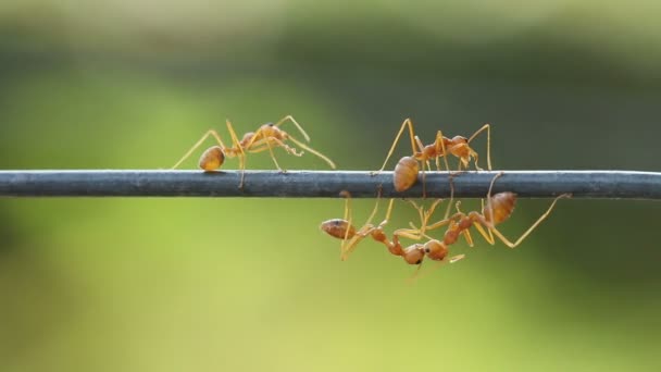 Cierra la hormiga tejedora roja trabajando. Fondo verde jardín . — Vídeo de stock