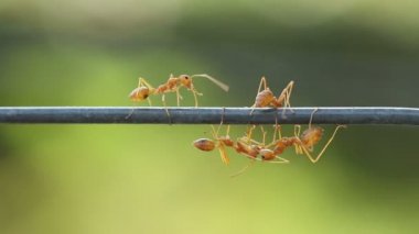 Çalışma kırmızı weaver karınca kadar kapatın. Yeşil bahçe arka plan.