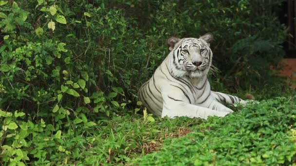 Weißer Tiger rastet im Wald aus. — Stockvideo