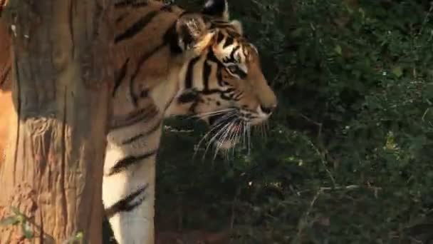 Indochinese Tiger walking around.. — Stock Video