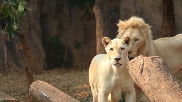 Bílý Lev (Panthera leo), lvice jsou hraví.