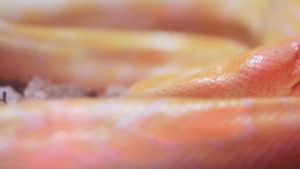 Close-up van slangevel gouden Thaise Python (Python bivittatus). — Stockvideo