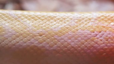 Altın Tay Python (Python bivittatus) yılan derisi kadar kapatın.