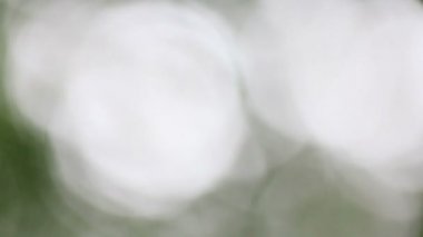 Yeşil Bulanıklaştırma, bokeh veya arka plan bulanıklık.