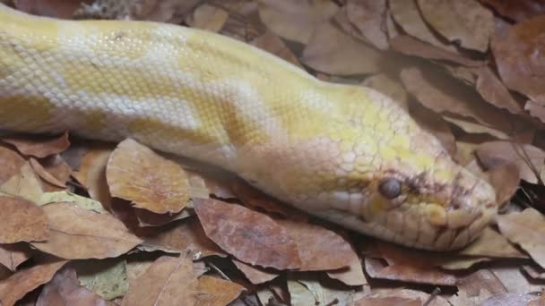 골든 타이 파이썬 (Python bivittatus) 뱀 피부를 닫습니다. — 비디오