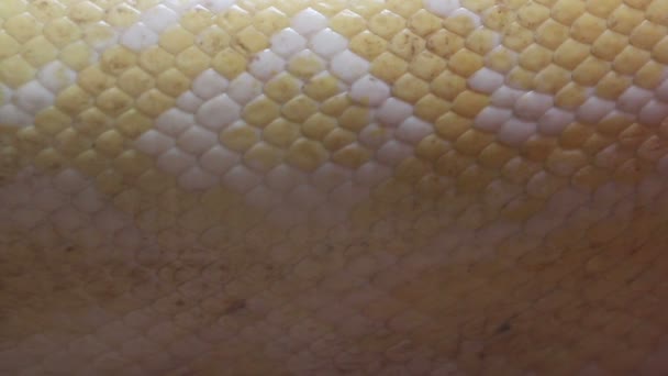 Nahaufnahme Goldpython (python bivittatus) Schlangenhaut. — Stockvideo