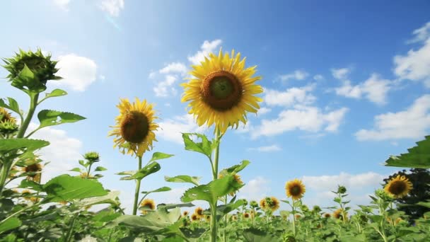 Sunflowers in breeze on wind,clouds blue sky background. — Stock Video