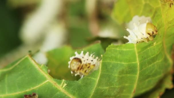 Macro de cerca, gusanos de seda comiendo, alimentando hojas de morera . — Vídeo de stock