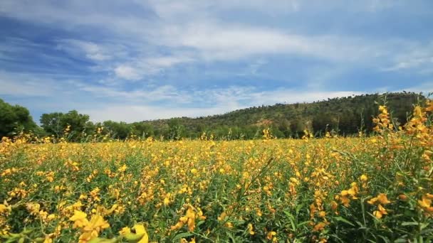Amarillo campo de flores de cáñamo solar balanceándose en la brisa . — Vídeos de Stock