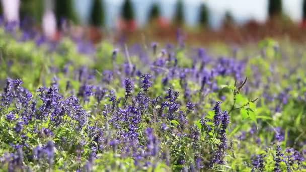 Голубая сальвия (salvia farinacea) цветки в саду, следуйте за фокусом . — стоковое видео