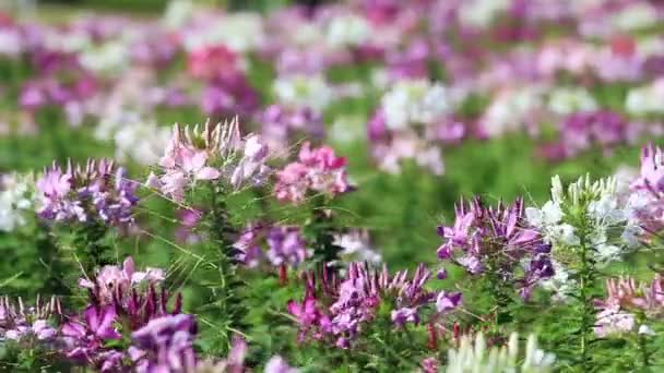 Paars roze spider bloem veld waait in de wind — Stockvideo