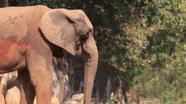 Elefante africano comendo folhas — Vídeo de Stock