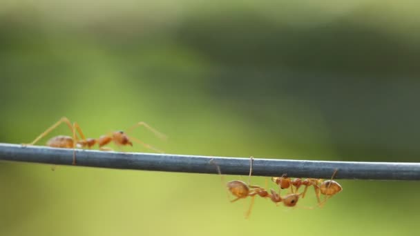 Κοντινό πλάνο weaver κόκκινο μυρμήγκι εργασίας. Πράσινο φόντο στον κήπο. — Αρχείο Βίντεο