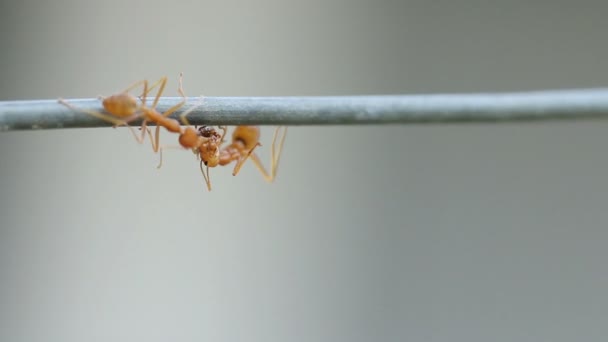 Närbild av röd vävare ant arbetar. Grön trädgård bakgrund. — Stockvideo