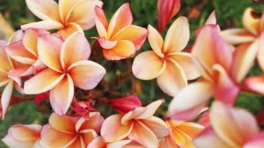 Pembe frangapani veya Plumeria çiçek kapat, odak ve kamera panning izleyin. 60 fps.