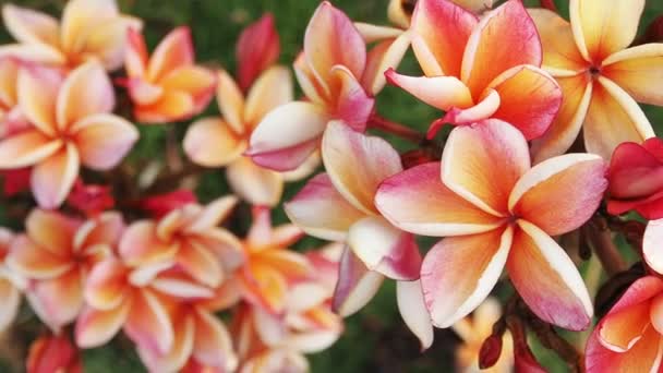 Närbild av rosa frangapani eller Plumeria blommor, följ fokus och kamera panorering. 60 fps. — Stockvideo