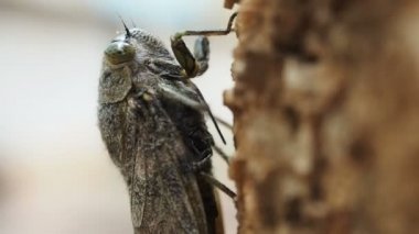 Makro yakın çekim böceği böcek ağaç, 60 fps gör.