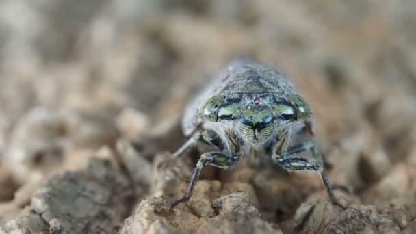 Makro zblízka cikáda hmyzu na stromě, 60 fps. — Stock video