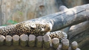 Çinhindi Leopard.60 Fps.