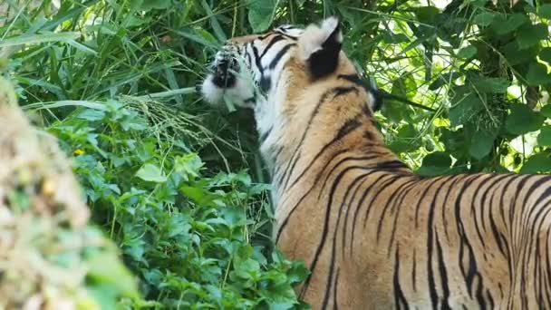 Tigre Indochinês comendo grama.60 FPS . — Vídeo de Stock