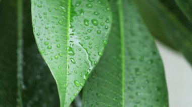 Yağmur damlası yeşil yaprakları üzerine düşen yakın çekim.