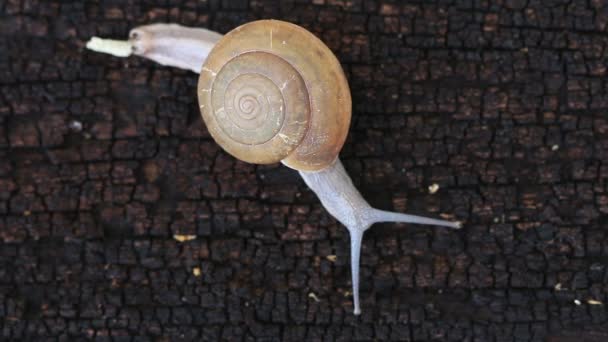 Macro fermer escargot glisse sur le sol en bois . — Video