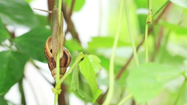 Macro fermer escargot glisse sur plante grimpante . — Video