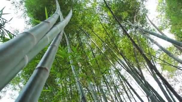 Bambu verde na brisa do vento, 60 FPS . — Vídeo de Stock