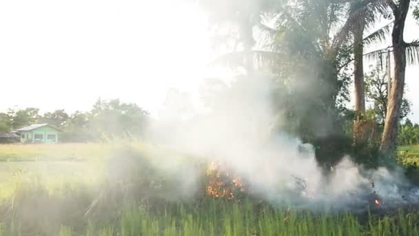 Огонь и дым горят на траве . — стоковое видео